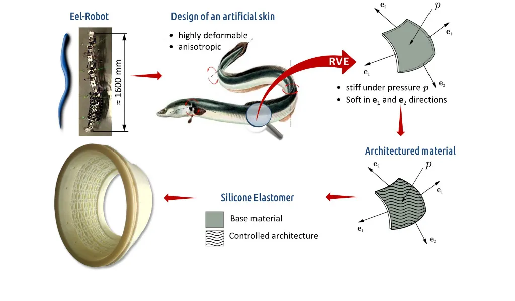 Architectured silicone material for an Eel-robot anisotropic skin application (RAMMO ANR Project)
